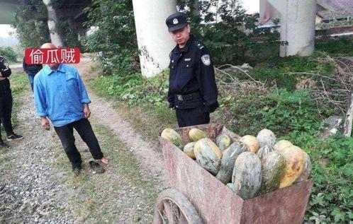 成县吃瓜网红事件始末视频,一场网络舆论的风暴与反思